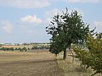 Třibřichy