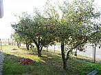 Třibřichy