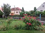 Třibřichy
