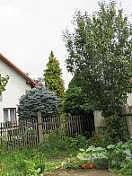 Třibřichy