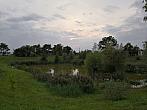 Císařov