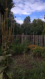 Třibřichy