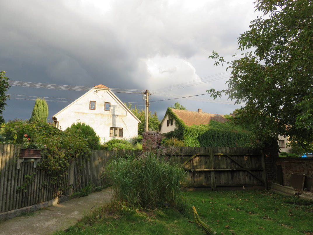 Třibřichy