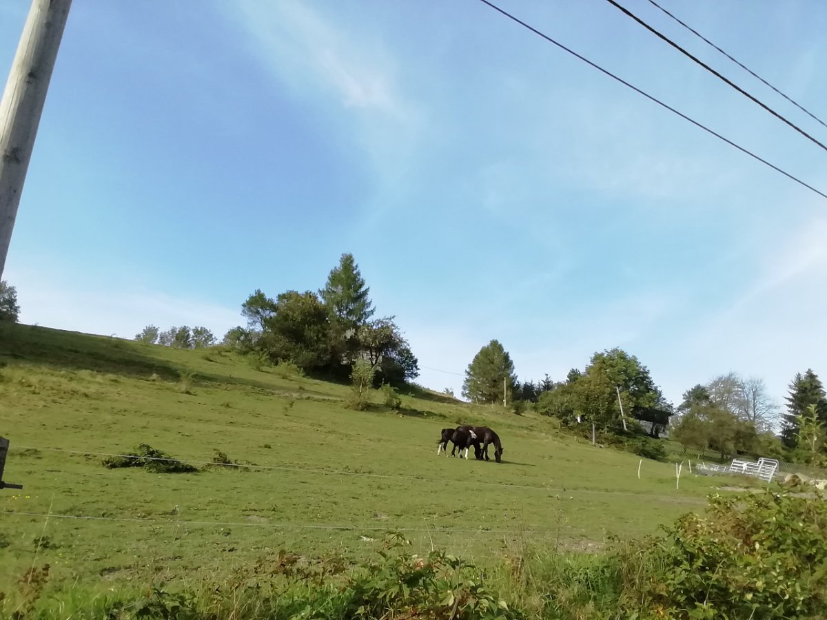 Hrčava