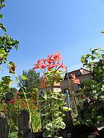 Třibřichy