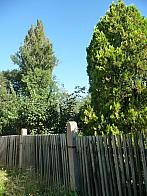 Třibřichy