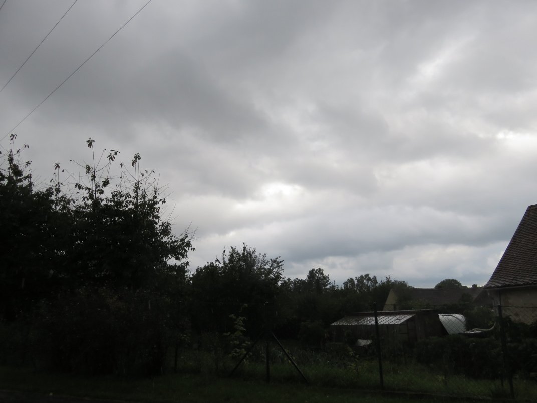 Třibřichy