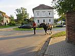Třibřichy