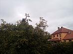 Olešná