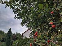 Olešná
