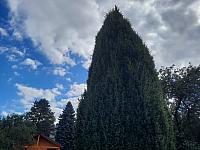 Olešná