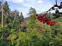 Třebíč-Borovina