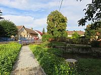 Třibřichy