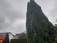 Olešná
