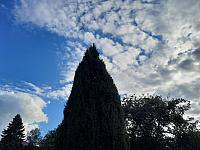 Olešná