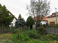 Třibřichy