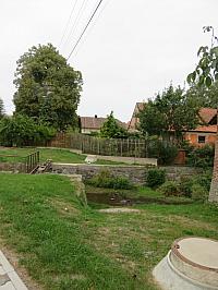 Třibřichy
