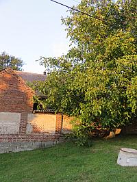 Třibřichy