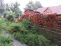 Třibřichy