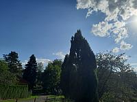 Olešná