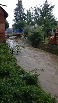 Třibřichy