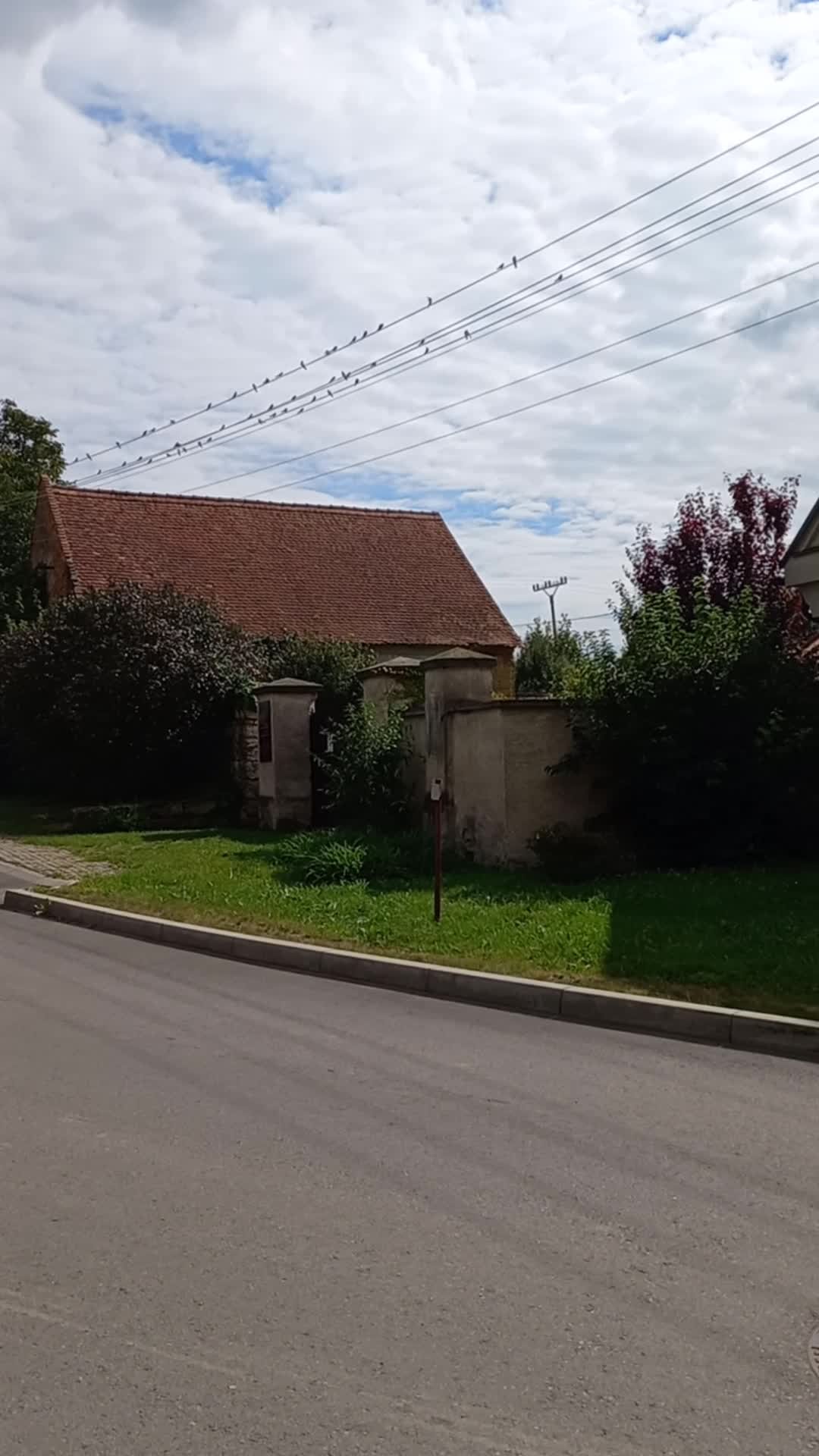 Třibřichy
