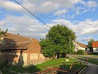 Třibřichy