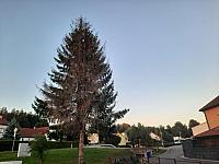 Olešná