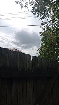 Třibřichy