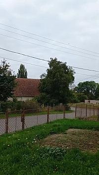 Třibřichy