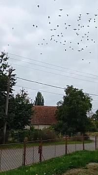 Třibřichy