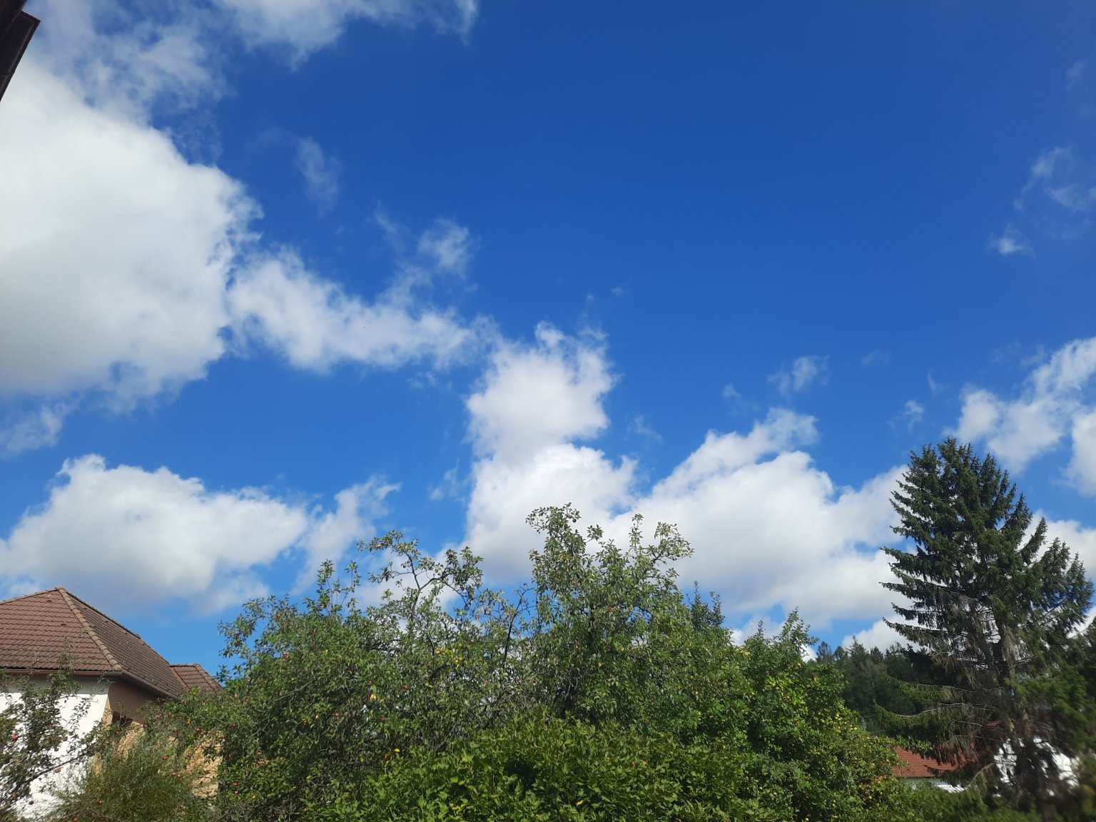 Olešná