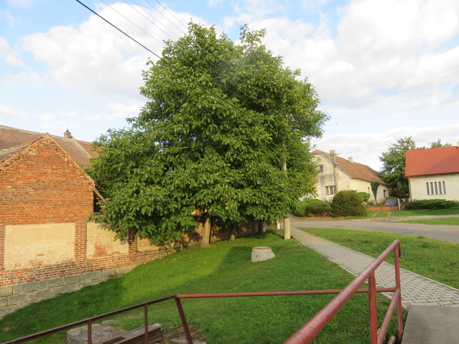 Třibřichy