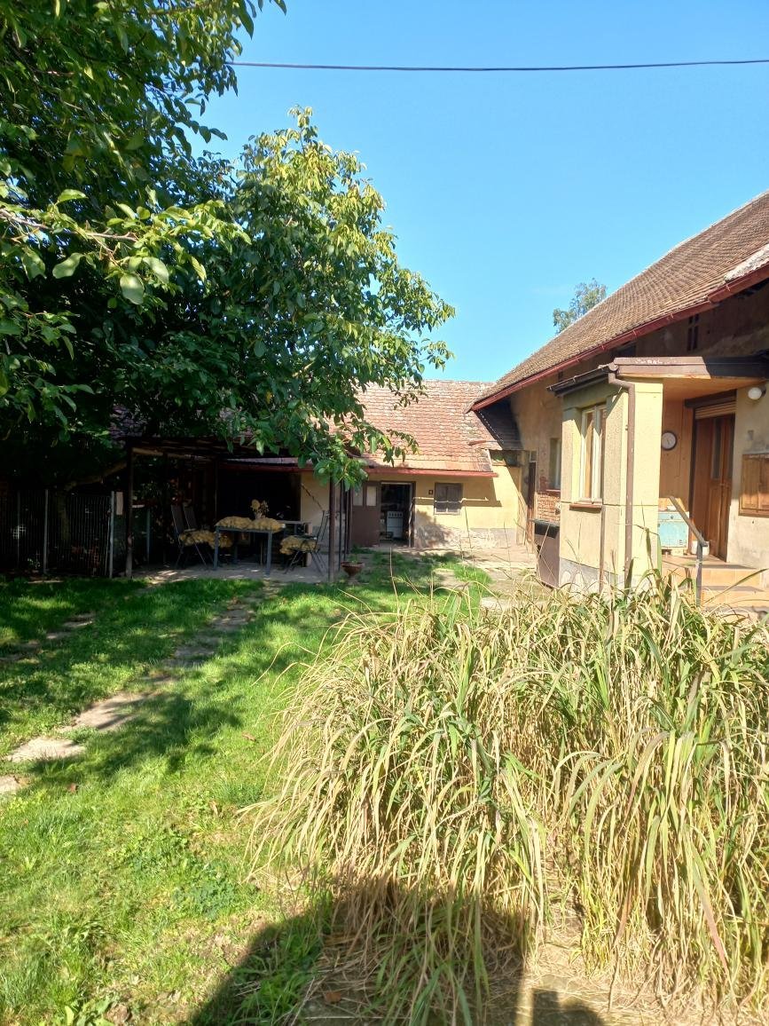 Třibřichy
