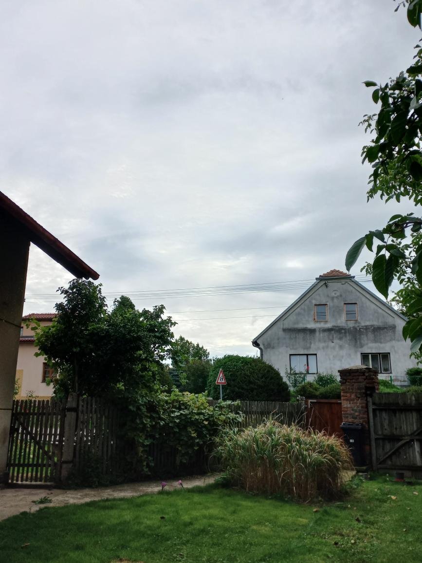Třibřichy