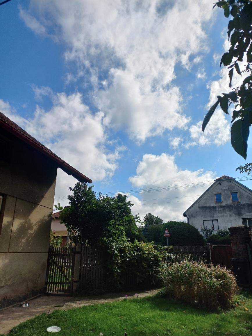 Třibřichy