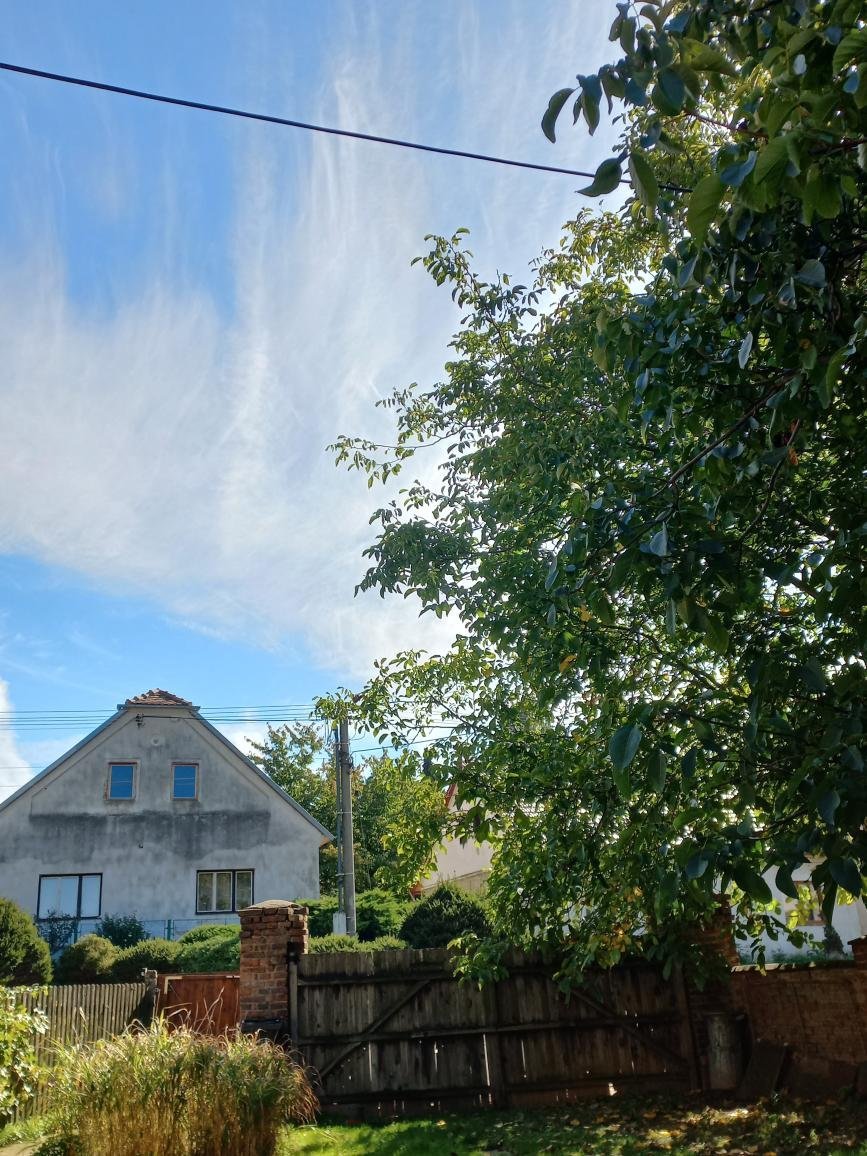 Třibřichy