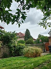 Třibřichy