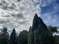 Olešná