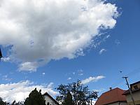 Třibřichy