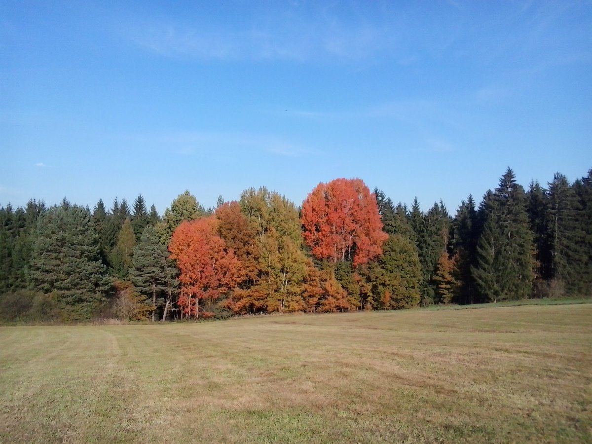 Malšice