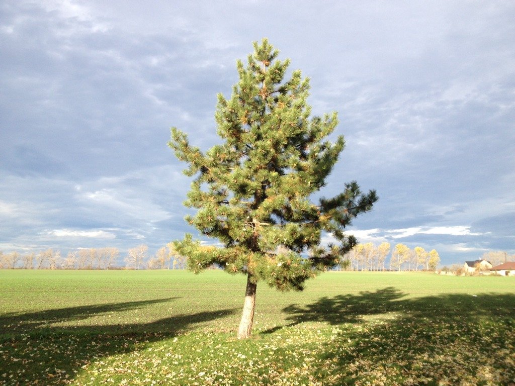 Poděbrady
