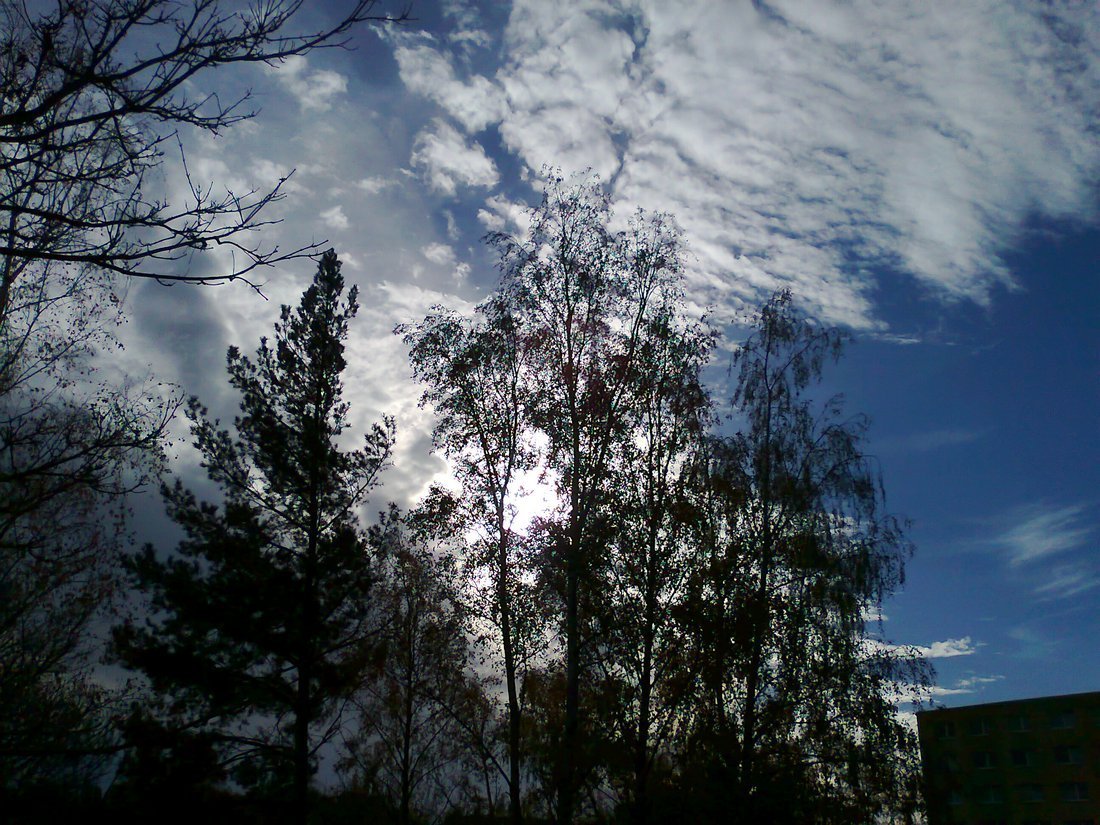 Borovina