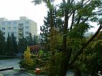 Borovina