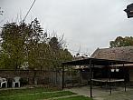 Třibřichy