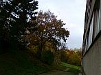 Borovina