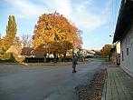 Třibřichy