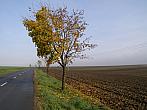Dobromilice