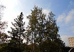Borovina