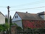 Třibřichy